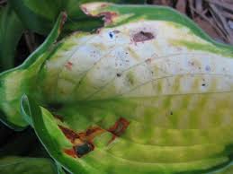 This is a very common issue afflicting ornamental and shade trees and most of the time no action needs to be taken. Hosta Experts Needed Virus Fungus Or Just Summer Shock
