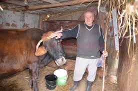 Maybe you would like to learn more about one of these? Vulpeni Comuna Cu 1 000 De Vaci Gazeta De Sud