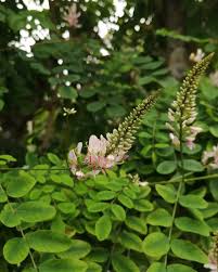Image result for Indigofera congesta