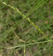 Image result for Triumfetta pilosa