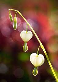 White Bleeding Heart Flowers Bleeding Heart Bleeding Heart Flower Bleeding Hearts