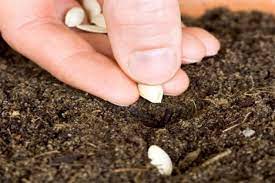 Maybe you would like to learn more about one of these? Cara Menanam Timun Di Pot Mudah Dan Simpel Tukang Kuli