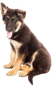 German Shepherd Training Tips History More Trainpetdog