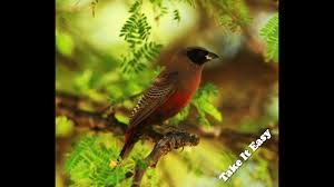 Bird Sounds Birds Singing Birds Chirping Sounds 4 Hours Birds Singing Forest Birdsong Nature Sounds Relaxing Sounds Birdssinging Birds With Images Nature Sounds Forest Sounds Waterfall Sounds