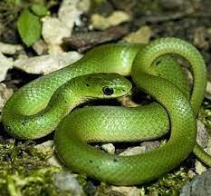 Smooth Green Snake Green Snake Snake Snake Tattoo
