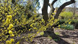 Image result for Buchnera chisumpae