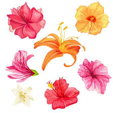 Pin On Tropical