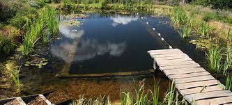 Plants are used as a natural filtration method for the creation of natural pools. All About Natural Swimming Pools Ecohome