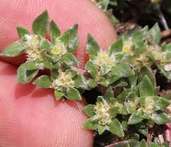 Image result for Guilleminea densa