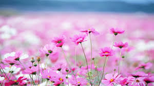 Fotosearch enhanced rf royalty free. Summer Flowers Pink Daisy Desktop Wallpaper Backgrounds Free Download 2880x1620 Wallpapers13 Com