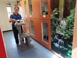 For one, an accommodation at a pet friendly hotel typically only includes small dogs. Northshore Pet Resort Brisbane Northshore Pet Resort