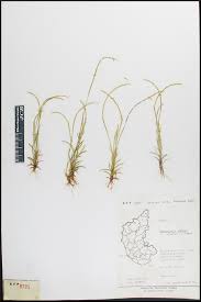 Image result for Microchloa