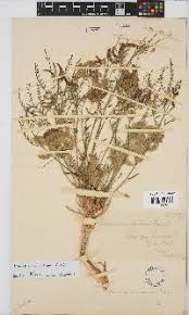 Image result for Lycium schizocalyx