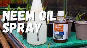 How does neem oil work? How To Use Neem Oil For Plants Happy Diy Home