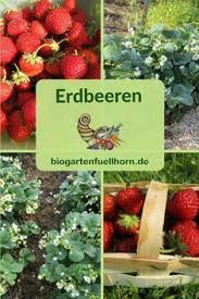 Der Anbau Von Erdbeeren Biogarten Fullhorn Erdbeeren Garten Biogarten Erdbeeren Pflanzen