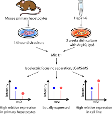 Most of the cells size range between 1 and 100 micrometers and are visible only with the microscope. Comparative Proteomic Phenotyping Of Cell Lines And Primary Cells To Assess Preservation Of Cell Type Specific Functions Molecular Cellular Proteomics