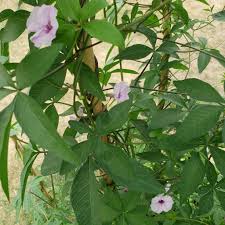 Image result for Ipomoea shupangensis