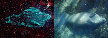 Image result for Searsia nebulosa