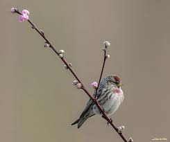 barmsijs op bloeiende tak vogels vogels vogel foto s takken