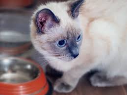 In domestic cats, males reach full sexual maturity, if they remain unaltered, between 9 and 12 months of age. Kitten Growth Stages From Birth And Weaning Royal