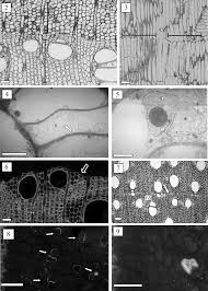 Image result for Centrolobium robustum