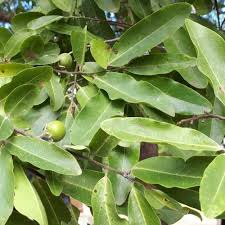 Image result for Diospyros mespiliformis