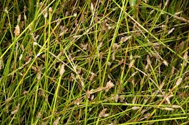 Image result for Eleocharis marginulata