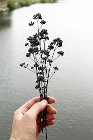 If it's going to be 90 degrees at your desert wedding , maybe the best bouquet option isn't made of flowers at all. Female Hand Holding Holds Wilted Faded Garden Flower Bouquet River Hands Pikist