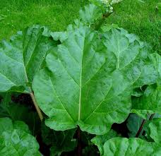 Image result for Rheum