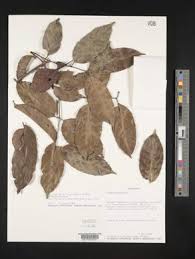 Image result for Crossopetalum mossambicense