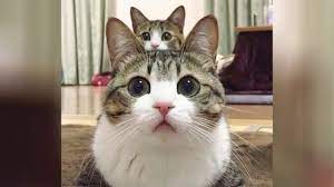 Insanely Funny Cat Moments Youtube