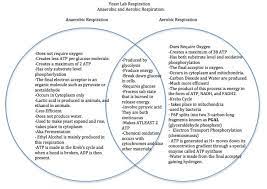 Anaerobic And Aerobic Respiration Venn Diagram Yoga Fitness Anaerobic Respiration Biology Worksheet Aerobics
