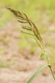 Image result for Echinochloa
