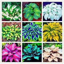 100 Pcs Bag Coleus Seed Begonia Seeds Bonsai Flower Seeds Plants For Home Garden Lily Flower Seeds Plantain Lily Flower Seeds