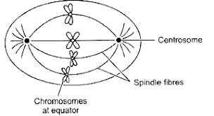 Both plant and animal cells contain nucleus along with similar organelles. Draw A Well Labelled Diagram To Show The Metaphase Stage Of Mitosis In An Animal Cell Having Four Chromosomes Sarthaks Econnect Largest Online Education Community