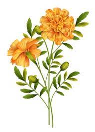 Line drawing drawn with pen on white paper in 2017. Premium Vector Marigold Flowers Isolated On White
