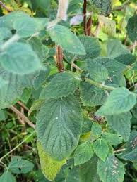 Image result for Mesosphaerum pectinatum