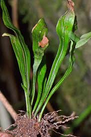 Image result for Loxogramme