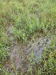 Image result for Urochloa arrecta