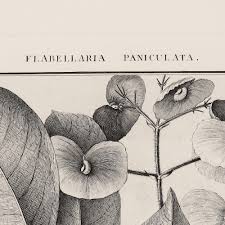 Image result for Flabellaria paniculata