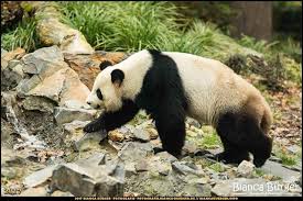 Zoo Berlin Okt 2017 Panda Jiao Qing Zooberlin Zoo Berlin Deutschland Germany Biancabuergerphotography Igersgermany Igersber Panda Bear Bear Panda