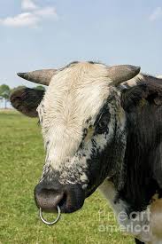 Black And White Bull Bull S Head With Ring