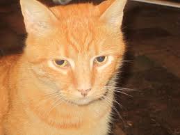 Lentigo simplex is a common benign melanocytic lesion. What Is Lentigo In Cats