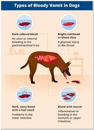 Dog Vomiting Bright Red Blood Best Reviews
