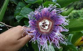 Image result for Passiflora quadrangularis
