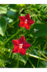 Image result for Ipomoea quamoclit