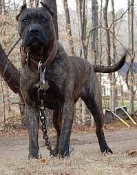 اضغط على الصورة المصغرة لمشاهدتها بحجمها الأصلي اسم الصورة صور اخطر كلب للبيع Dangerous Dogs Dog Breeds Huge Dogs