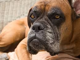 No matter how long you've been away. Signs Your Dog Likes You And Loves You According To Veterinarians