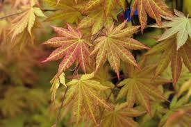 One of the best japanese maples; Great Plant Pick Acer Shirasawanum Autumn Moon Maple Heraldnet Com
