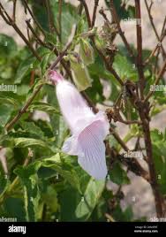 Image result for Ceratotheca